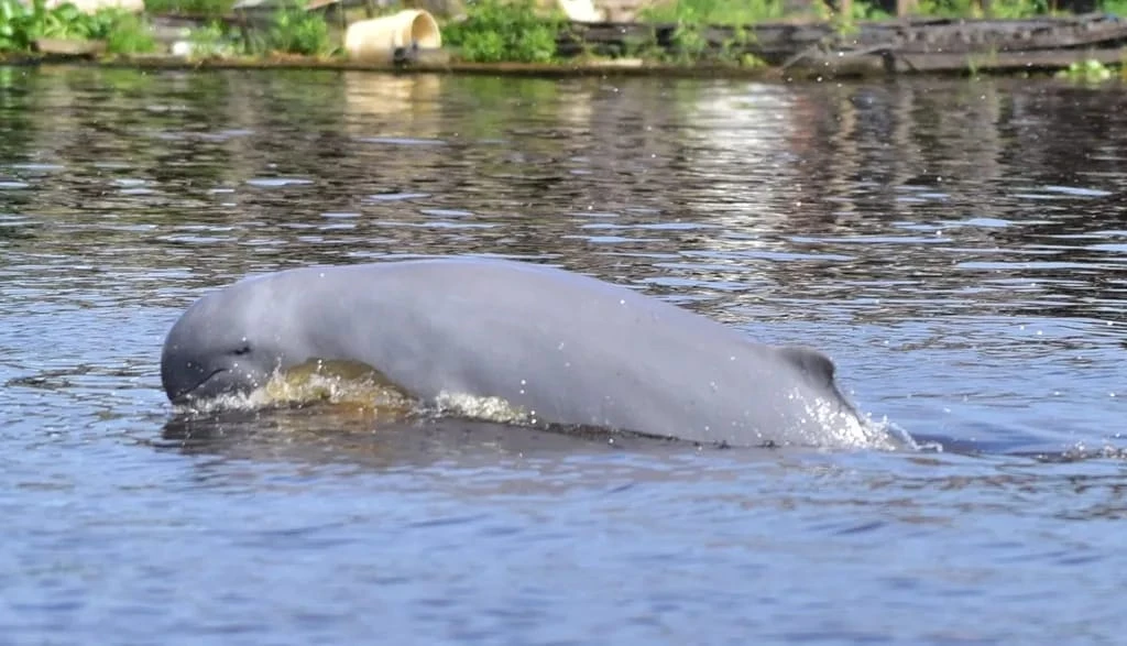 Mengenal Pesut Mahakam, Harta Langka Kalimantan yang Terancam Punah